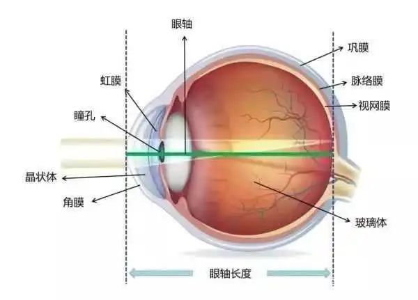 p>人的眼睛里,有一个天然的屈折光线以利视觉的装置,这个装置由3个