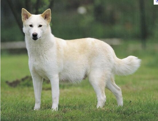 大型迦南犬