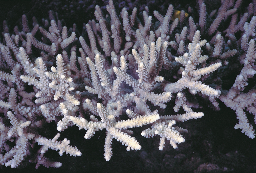 p>多形鹿角珊瑚是石珊瑚的一种,通常为白绿色,生长在浅岸礁和礁斜坡