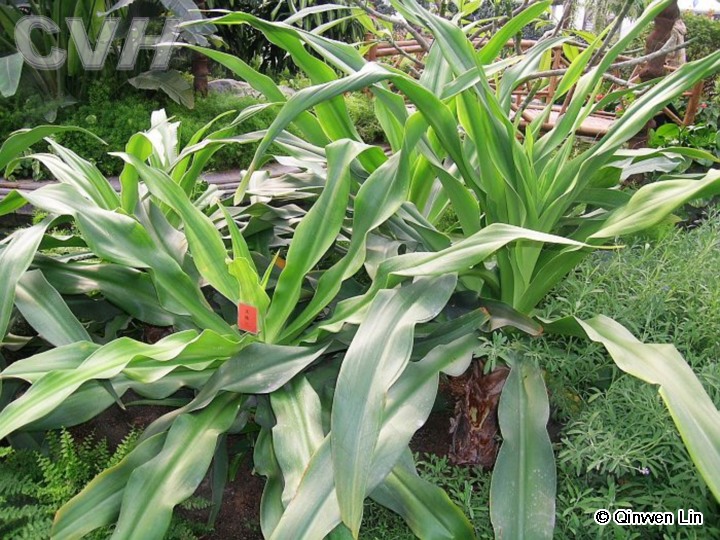五树六花