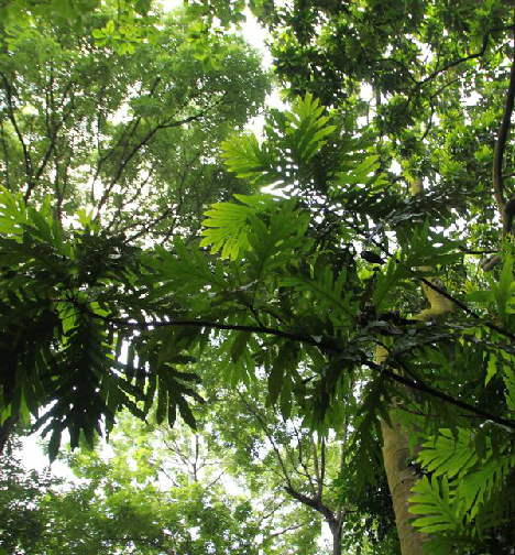 sleum.的根皮或叶.植物调羹树,分布于海南.具有清热解毒之功效.
