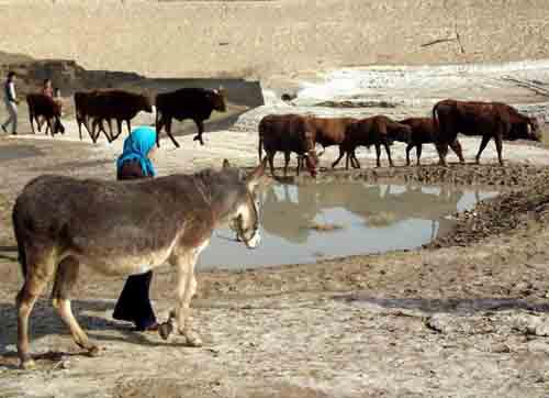 大牲畜 全网资源