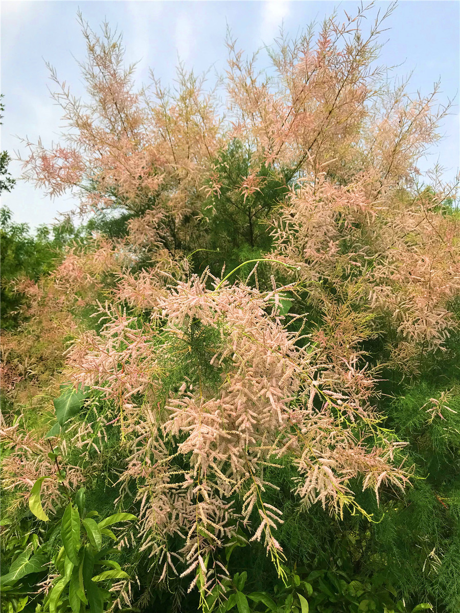  /p> p>早花柽柳具有一季花,具有开花早,花期集中,花朵密集,花色鲜艳