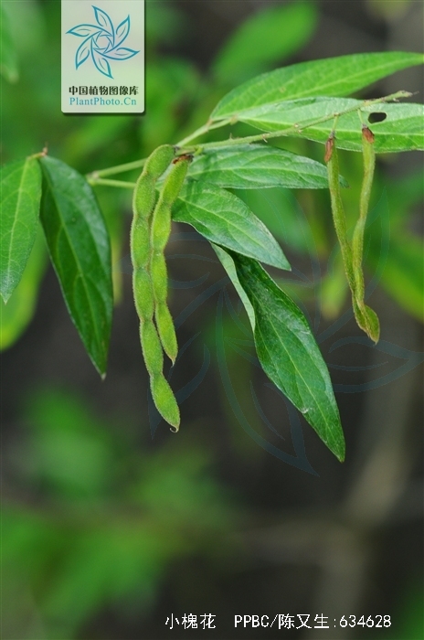 p>小槐花(学名 i>ohwia caudata/i,别名:锐叶小槐花,茉草,抹草
