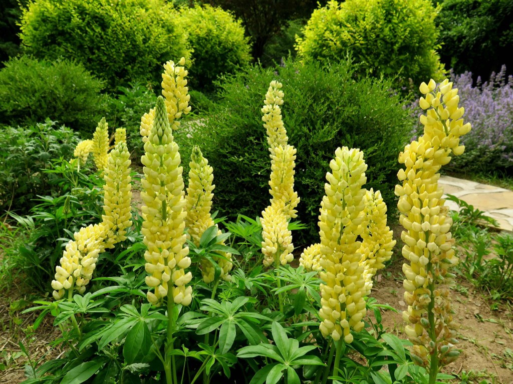 黄花羽扇豆