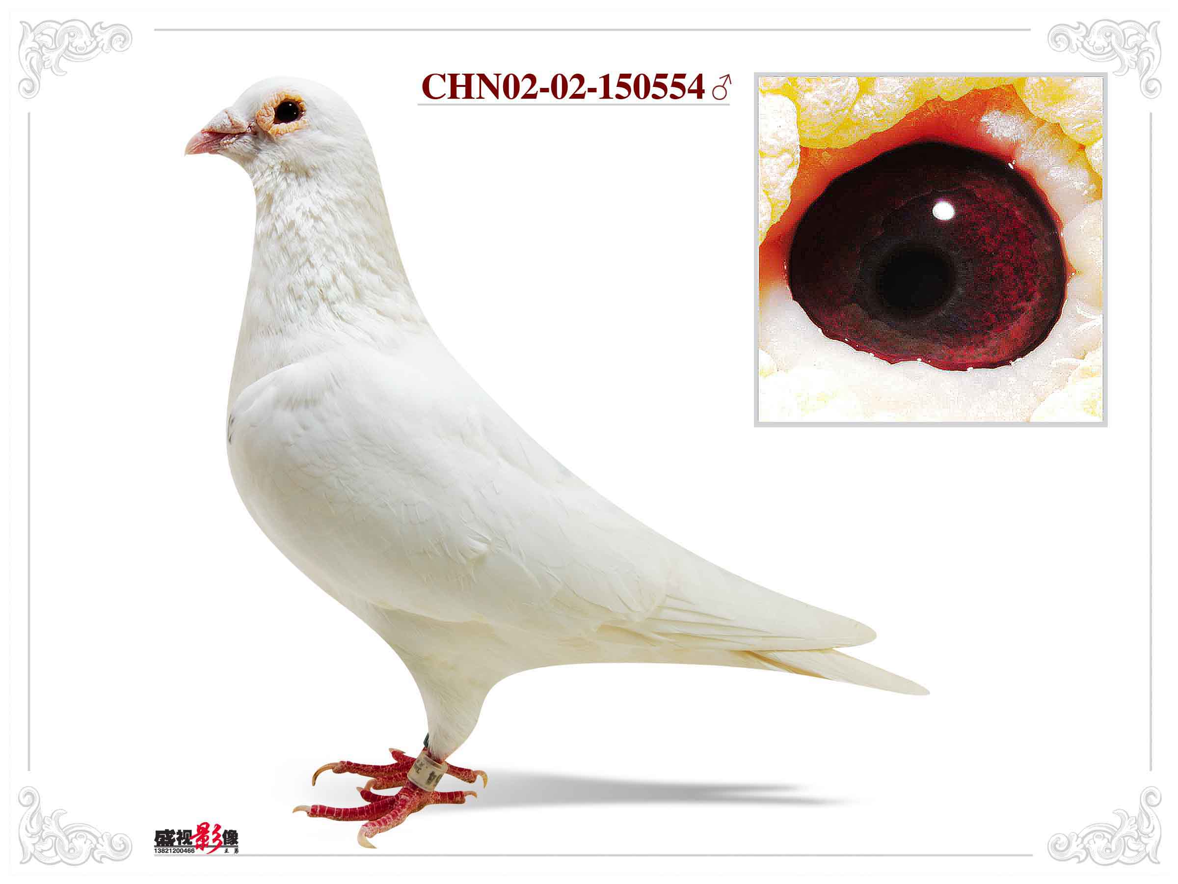 p>白王鸽亦称 a target"_blank href/item/白羽王鸽/9535950"