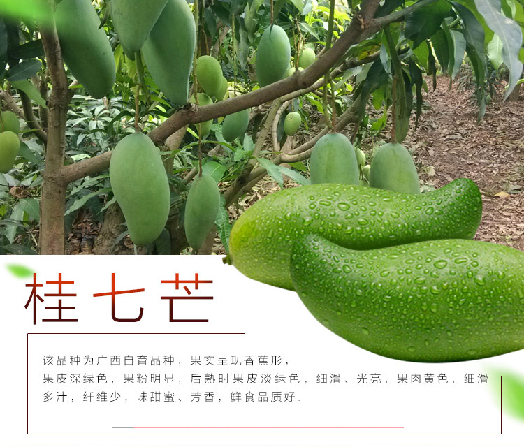 桂七芒果