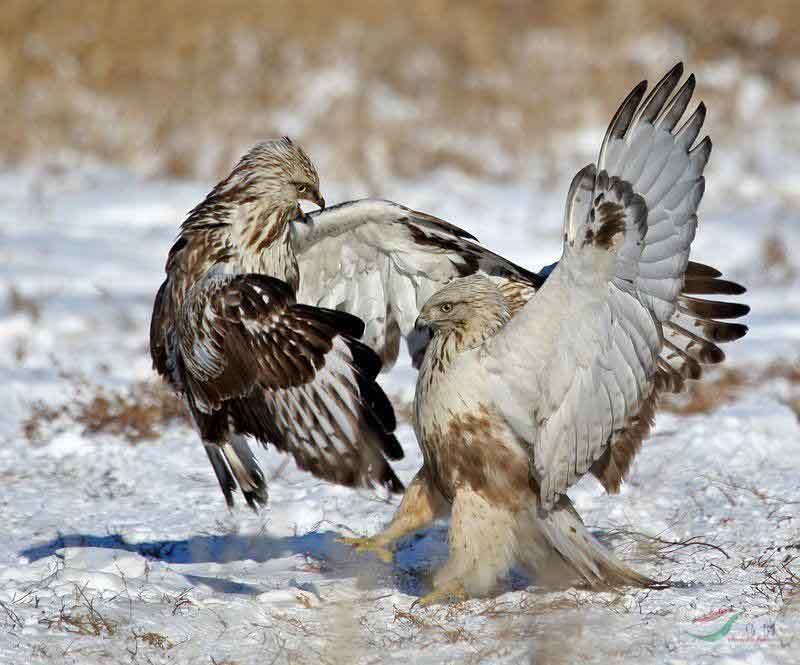  p>鸡鹰,accipiter cooperii (bonaparte, 1828),隼形目,鹰科,鹰属的