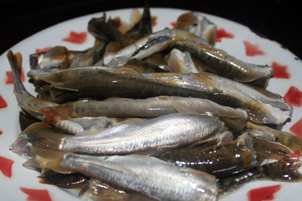 i>gymnocypris przewalskii/i)是鲤科,裸鲤属鱼类