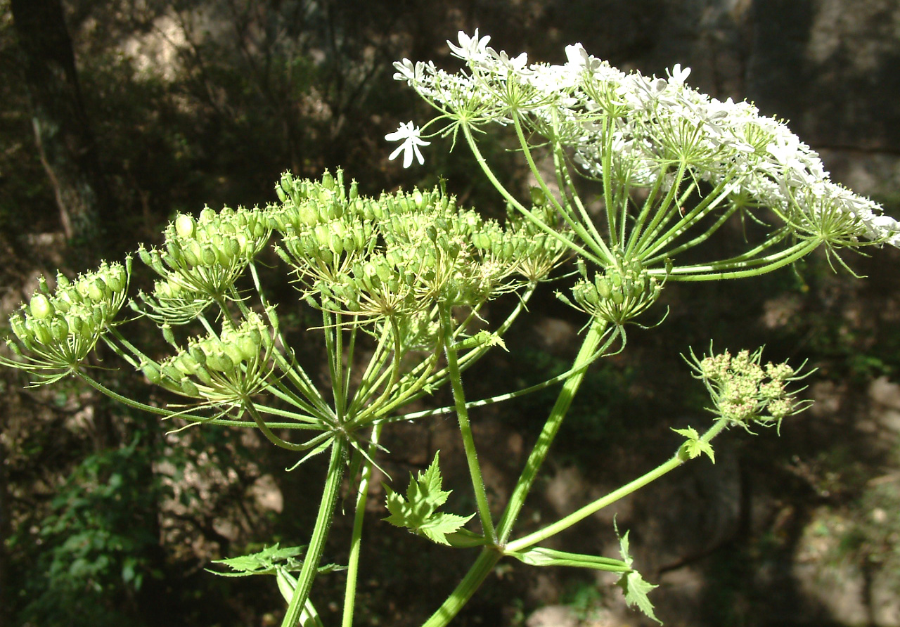 p>走马芹,又名野白芷,野芹菜花,多年生草本伞形科,是只作外用的毒药