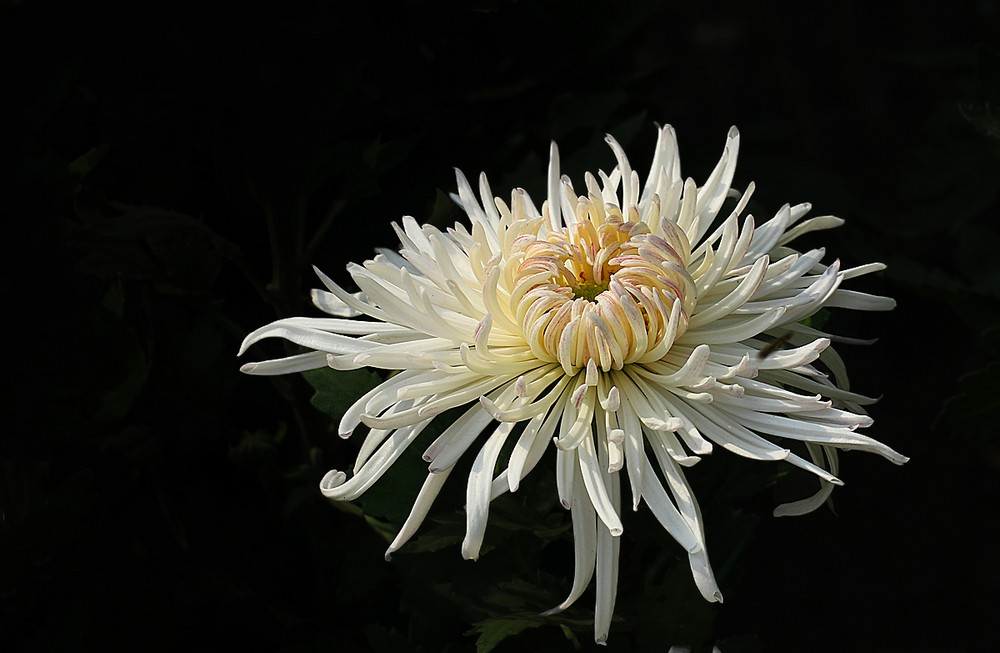 白菊花