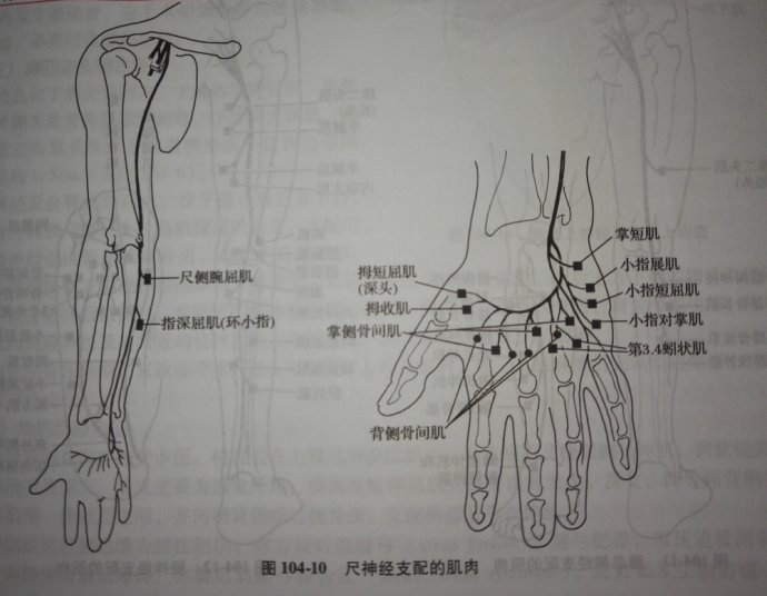 胸背神经,胸长神经,腋神经,肌皮神经,正中神经,桡神经,尺神经