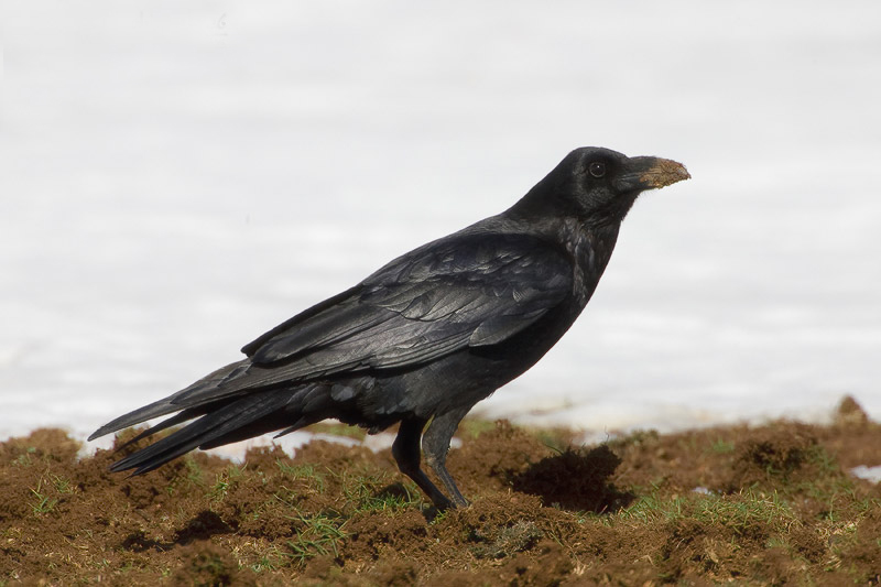 p>渡鸦(学名 i>corvus corax/i:是一种全身黑色的大型 a target=