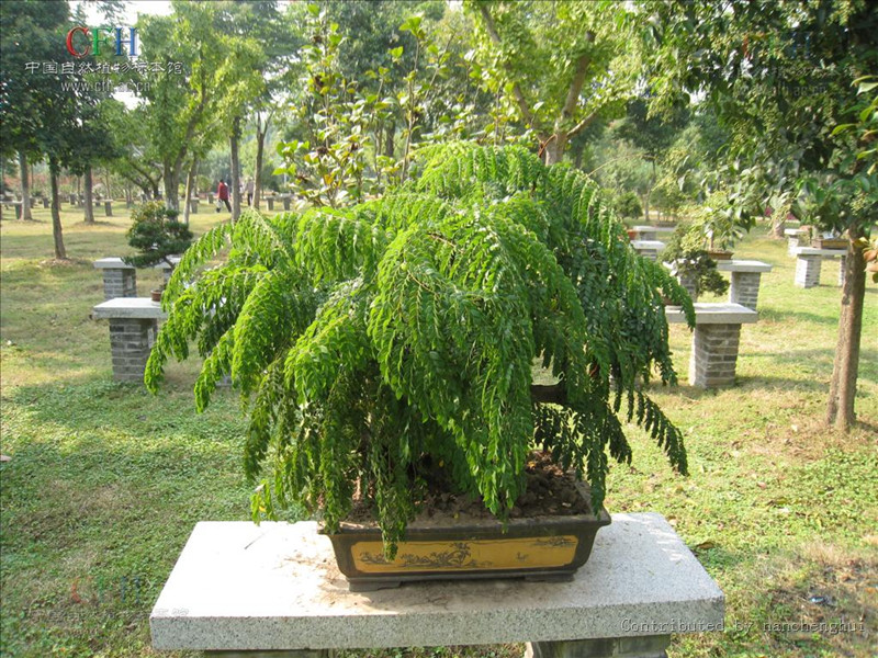 为豆科植物云实 i>caesalpinia/i i/i