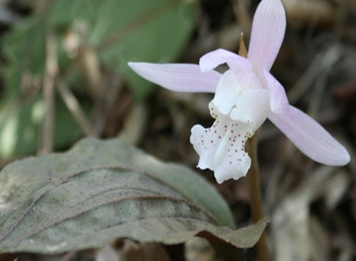 麻栗坡独花兰