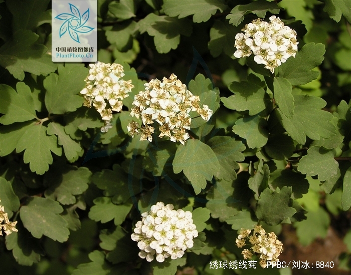 绣球绣线菊