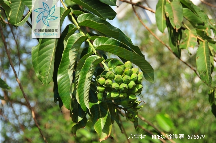 八宝树