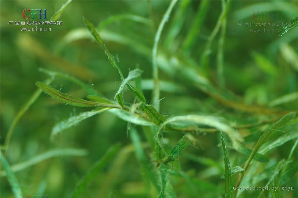 p>微齿眼子菜是眼子菜科眼子菜属,多年生沉水草本,无根茎.