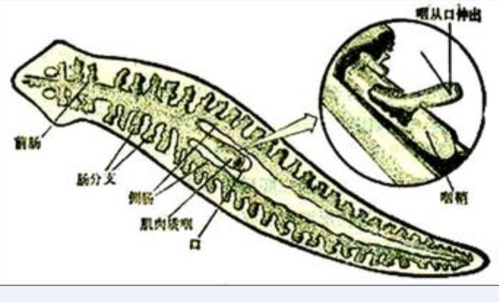 涡虫结构图 全网资源