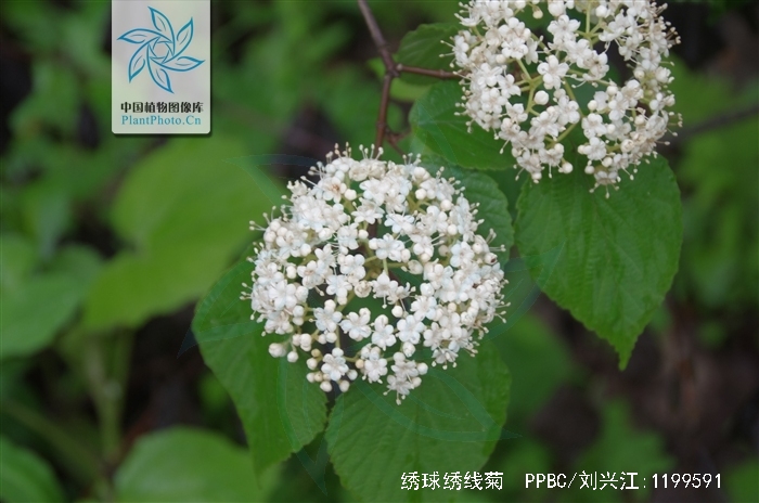 绣球绣线菊