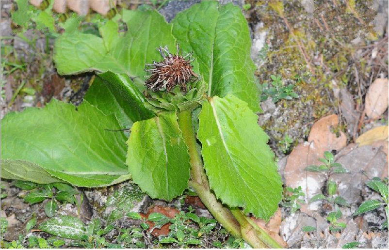 为菊科植物川木香 i>vladimiria souliei franch.