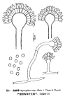 aspergillus ustus