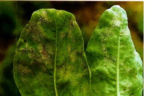 药用植物板蓝根霜霉病