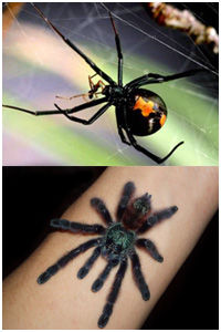  p></p></a>澳洲捕鸟蛛,是产于澳大利亚的一种毒蜘蛛,捕鸟蛛属于较原始之蜘蛛