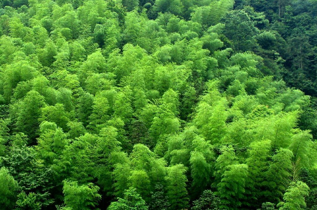 p>井冈山竹,井冈翠竹多为毛竹,是我国特有的禾木科植物,又名 a
