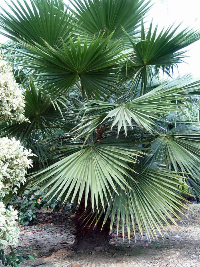  p>棕榈科植物棕榈 trachycarpus fortunei (hook. f.)h. wendl.