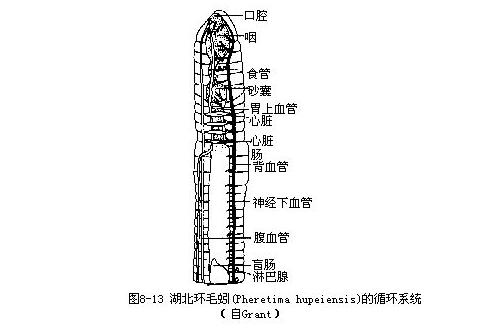 闭管式循环