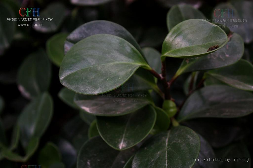 a dietr)是胡椒科,草胡椒属多年生草本植物.茎直立,红褐色.