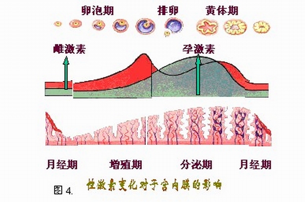 黄体期