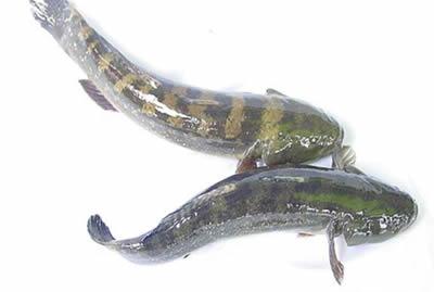 p></p></a>乌鱼又称乌鳢,斑鳢,黑鱼,斑鱼,生鱼.