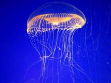 基因拼接技术和DNA重组技术