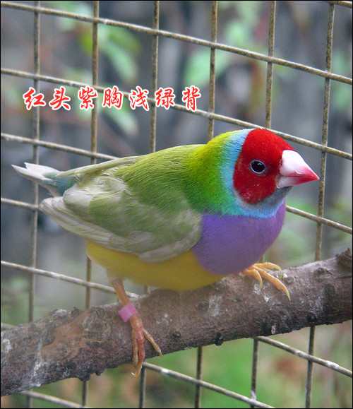 七彩文鸟