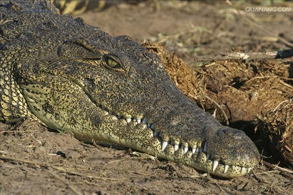 p>尼罗鳄(学名 i>crocodylus niloticus/i,是非洲最大的鳄鱼和最