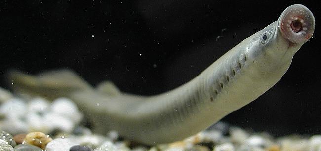  p>七腮鳗(七鳃鳗)属于无颚鱼类,没有鳃,身体像一节烟囱. /p>