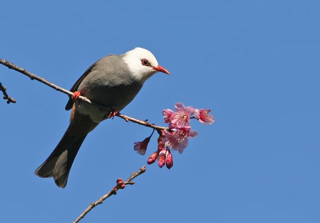  p>白头短脚鹎英文名称white-headed bulbul,科属于 a href="#" data