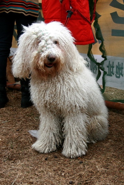  p></p></a>可蒙犬(komondor),又称 a href=