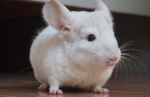 粉白龙猫