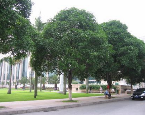  p></p></a>市树(city tree)是城市形象的重要标志,也是现代城市的一张名片.
