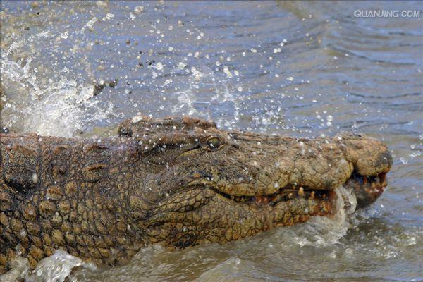 p>尼罗鳄(学名 i>crocodylus niloticus/i,是非洲最大的鳄鱼和最