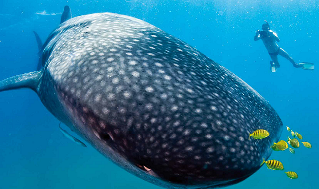 鲸鲨英语 全网资源