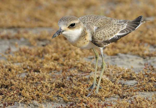 p>铁嘴沙鸻(学名 i>charadrius leschenaultii/i)鸻科鸻属鸟类,属