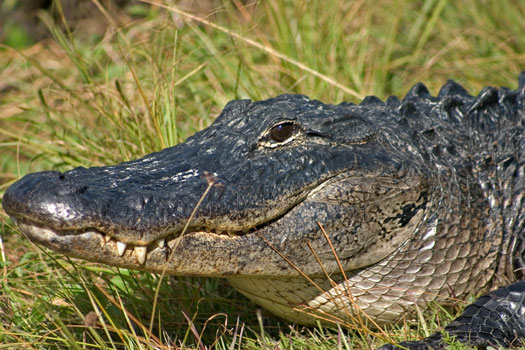 i></p></a>osteolaemus tetraspis /i> cope),属于鳄目的 a target=