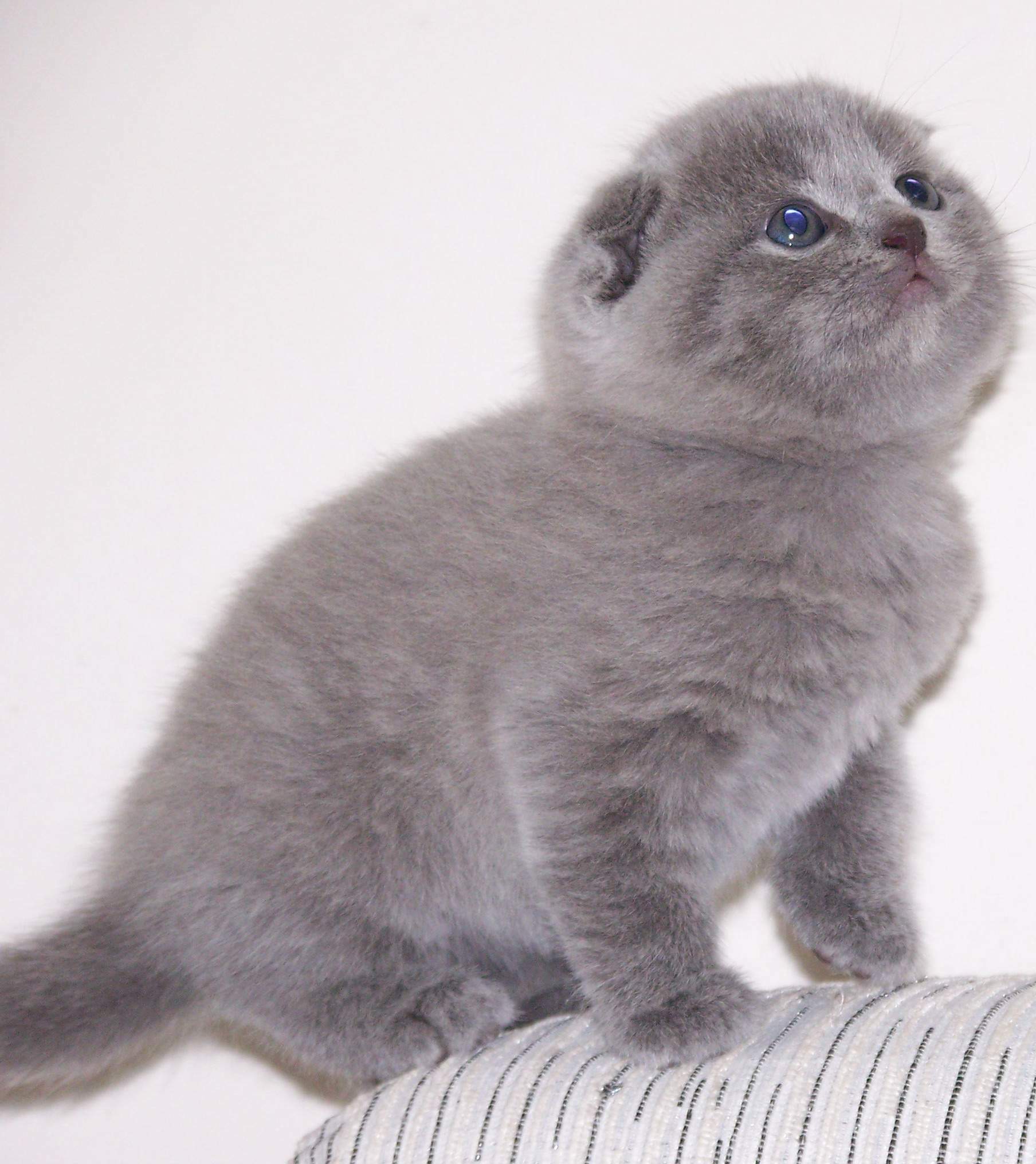 苏格兰折耳猫