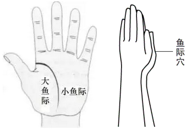 小鱼际