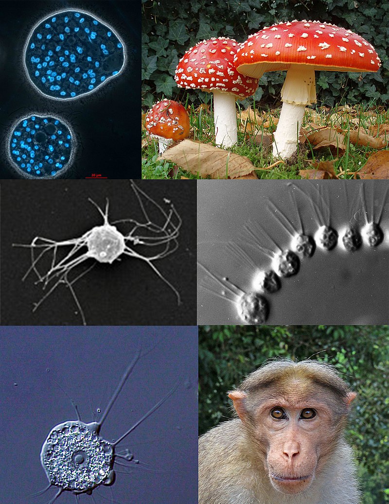 p b>后鞭毛生物/b a target"_blank href/item/学名/8074290