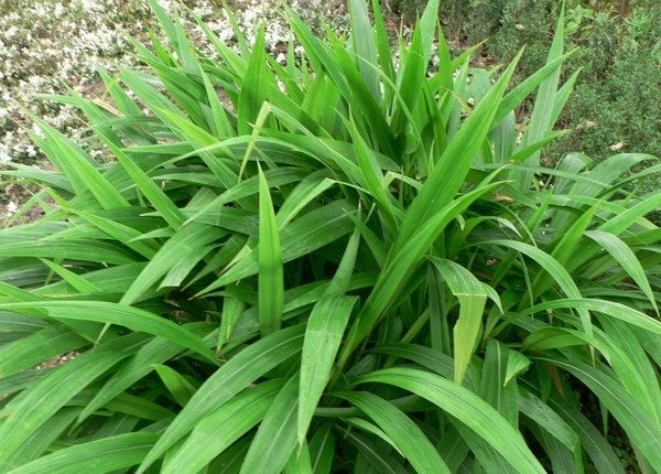  p></p></a>棕叶狗尾草(学名:setaria palmifolia)为一种禾本科的多年生草本